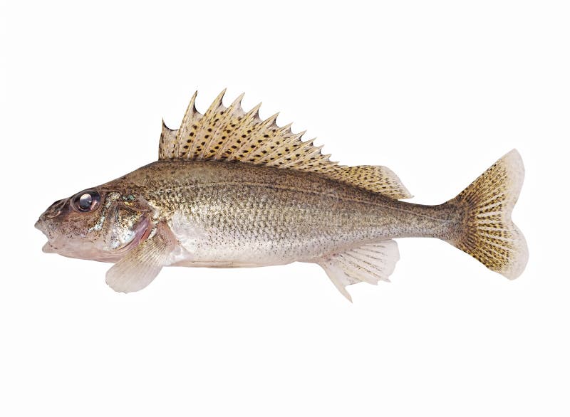 Fish ruff isolated on white background Gymnocephalus cernuus.