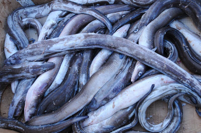 Fish for sale stock image. Image of background, seafood 12380009