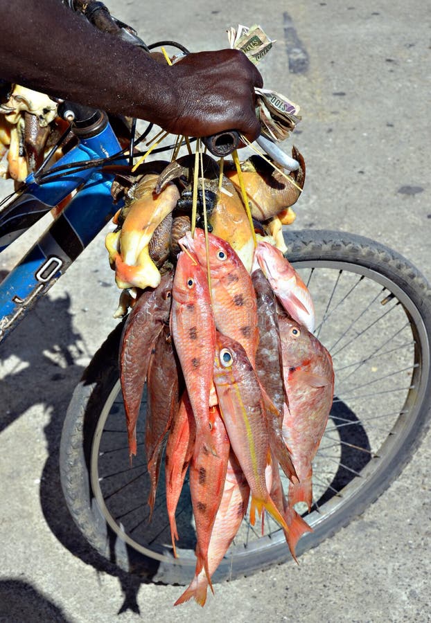 Fish for sale