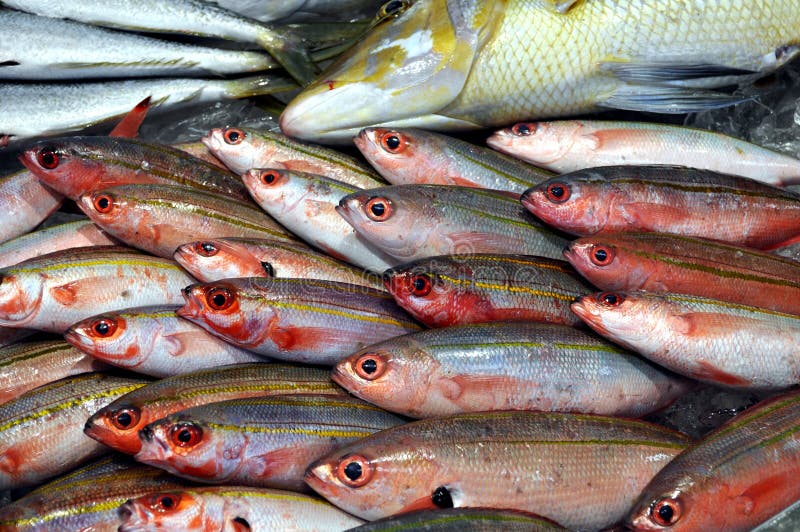 Fish for Sale stock photo. Image of fishing, meat, kitchen 93587796