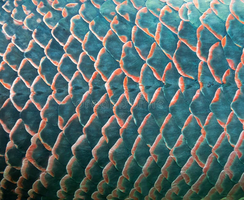 Fish scale stock photo. Image of food, fillet, fish, pattern 32601436