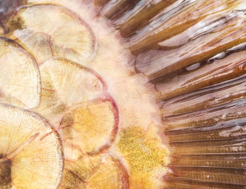 Fish scale. stock photo. Image of fish, scale, pest, edible 68307244