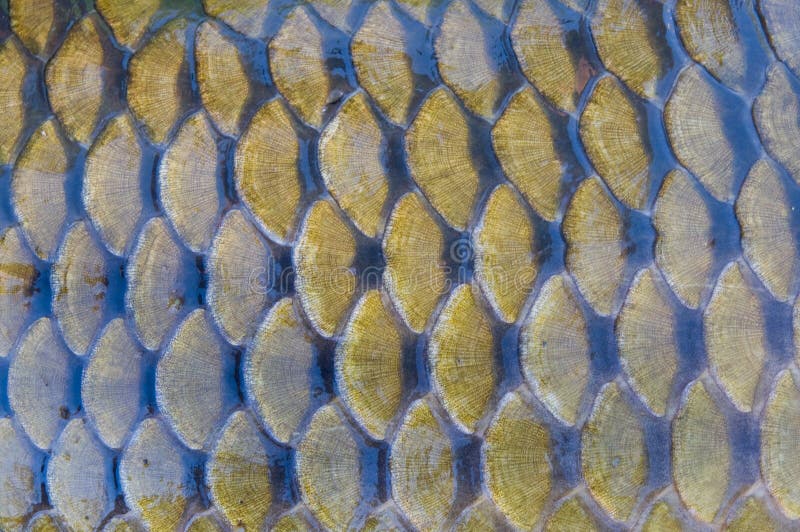 Fish Scales Macro Closeup stock image. Image of animal 22183087