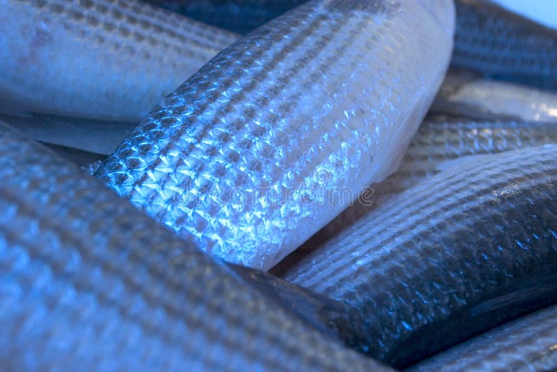 Fish Scales stock photo. Image of bodies, markets, market 228488
