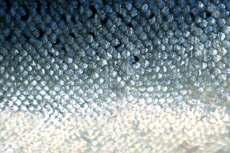 Fish scales