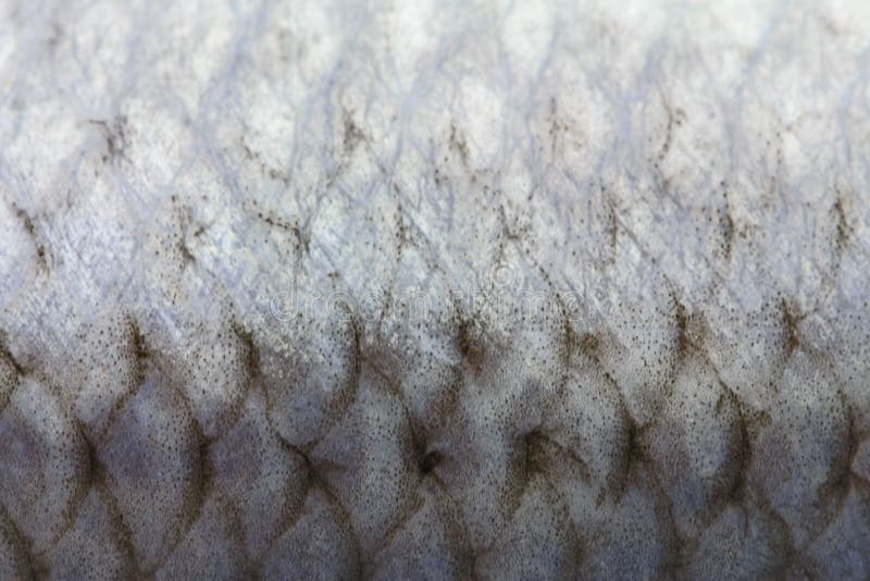 Fish scales stock photo. Image of slimy, catching, bass 232730