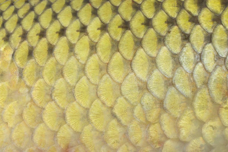 Real Roach Fish Scales Background Stock Photo Image of bream, gray