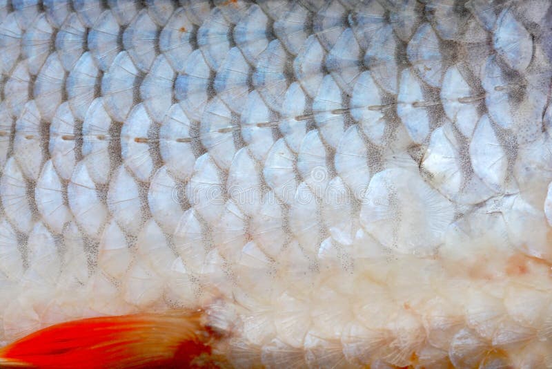 Fish stock photo. Image of pattern, food, eating, detail 33635116