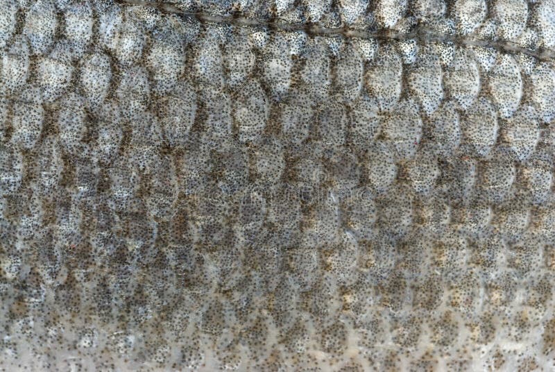 Fish scales stock image. Image of pattern, bass, water 4044981