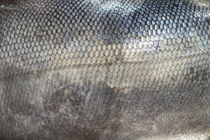 Fish Scales Skin Close Up Background Textured Backdrop Asset Stock Image Image of side