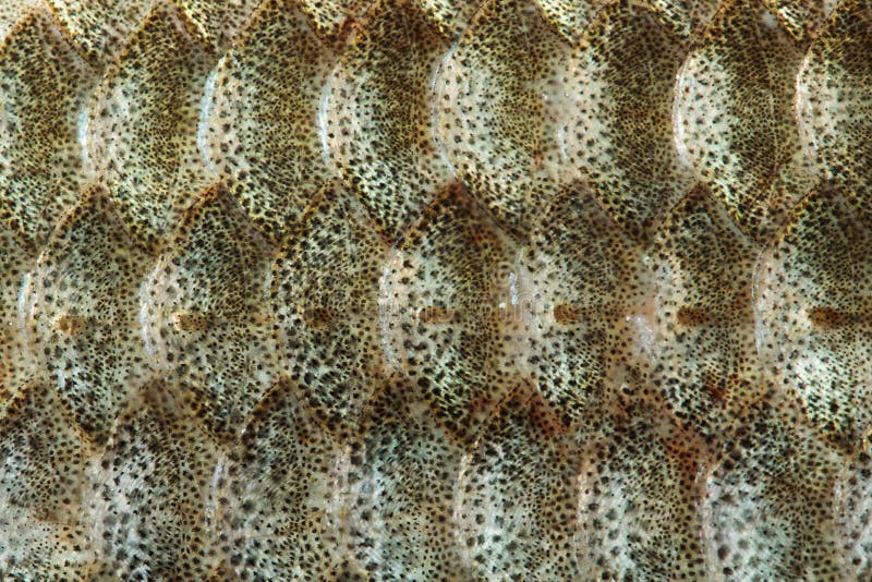 Fish scales skin textured pattern background. Macro view Crucian carp Carassius scaly with Lateral line. Selective focus stock photo Fish scales skin textured pattern background. Macro view Crucian carp Carassius scaly with Lateral line. Selective focus stock photo