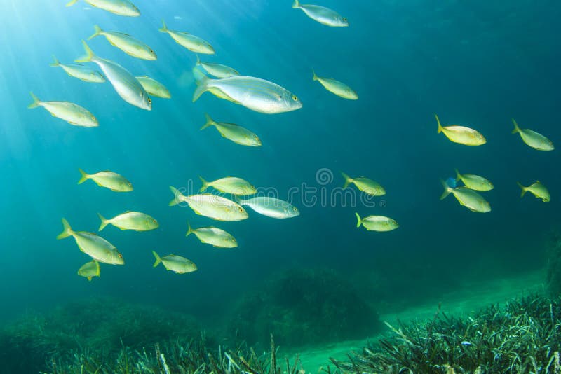 School of fish underwater in the Mediterranean sea Tote Bag for