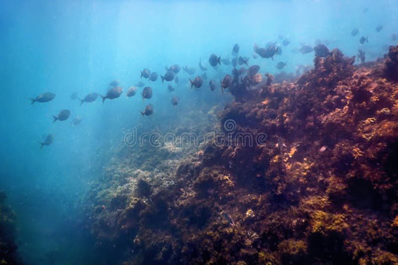 Fish School Underwater. Fishes Underwater Stock Photo - Image of ...