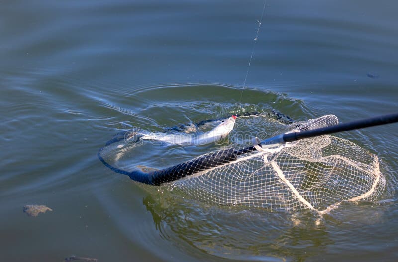 Fish in the scoop net stock image. Image of stand, lake - 243556387