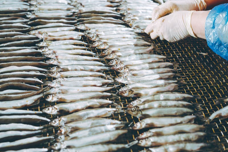 factory town fish factory town fish