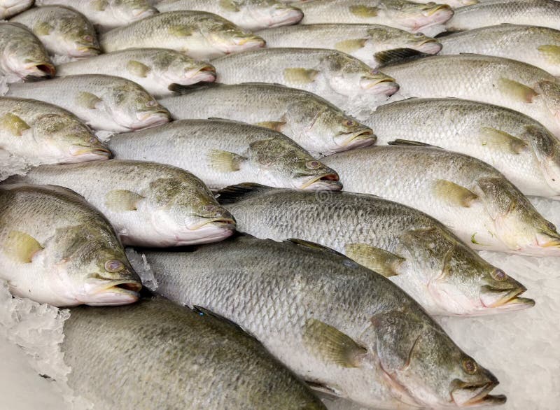 Fish for sell stock image. Image of fishy, healthy, background 113032137