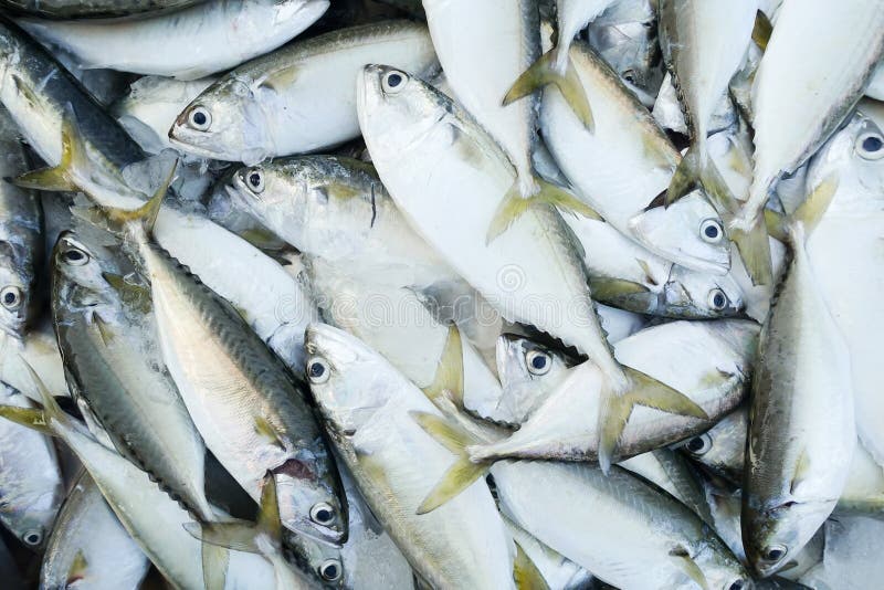 Fish for sell stock photo. Image of closeup, life, healthcare 51776558