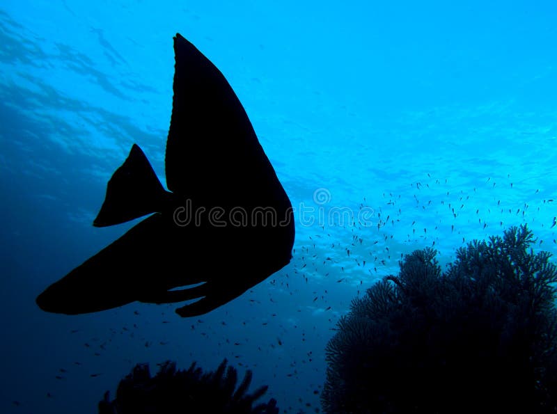 Longfin Batfish (Platax Teira) silhouette in the Ceram sea, indo-pacific ocean. Ceram stock images, royalty-free photos and pictures