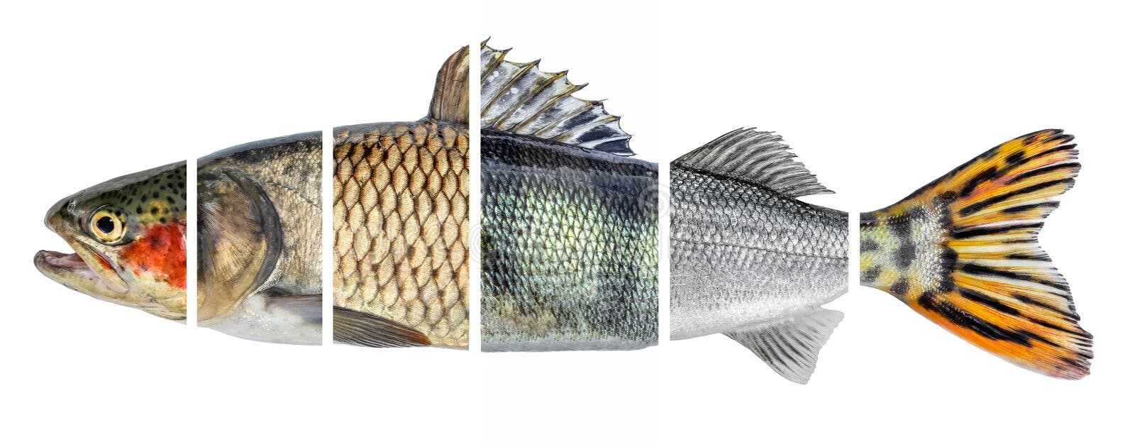 Fish slices isolated on white background. Different types of fish are collected in one whole royalty free stock image Fish slices isolated on white background. Different types of fish are collected in one whole royalty free stock image