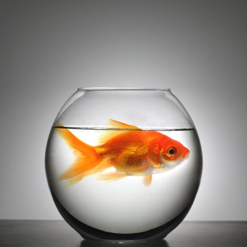 Fish in small bowl stock photo. Image of outgrown, fish 4002754