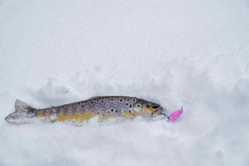 Fish in the Snow. Fishing for Trout Stock Photo Image of salmon