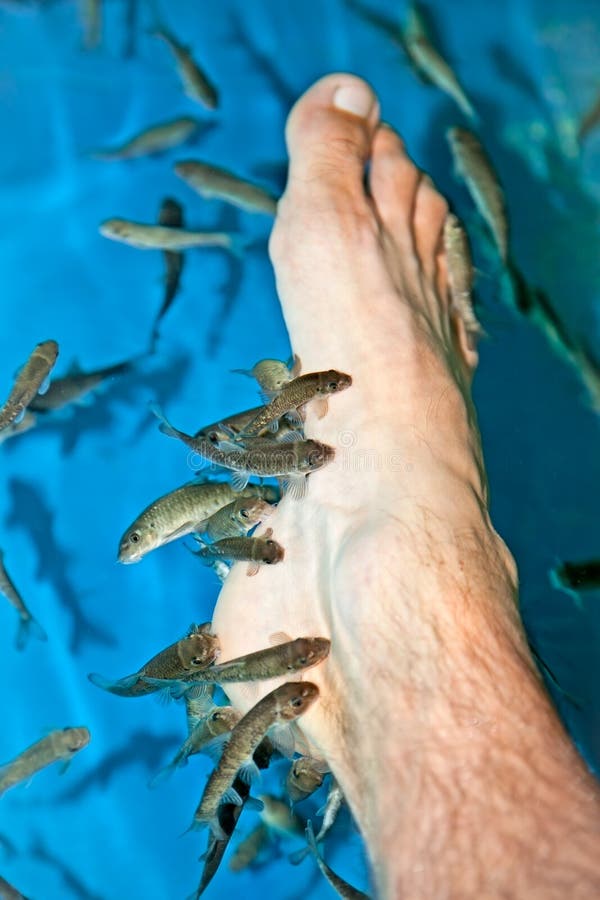 Fish pedicures suit: Arizona salon loses license - UPI.com