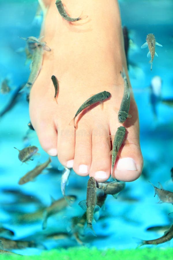Fish spa aquarium with fishes. Doctor fish in glass fish tank. South Asia  pedicure procedure. Natural health care and spa treatment. Silver fish in  aq Stock Photo - Alamy