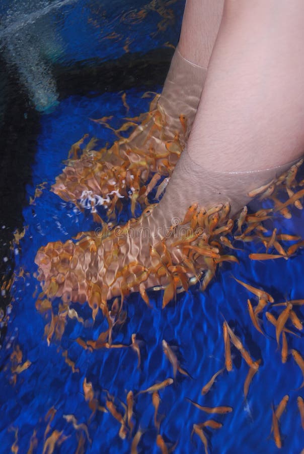 Fish spa επεξεργασία φροντίδας δέρματος pedicure ποδιών στοκ φωτογραφία με δικαίωμα ελεύθερης χρήσης Fish spa επεξεργασία φροντίδας δέρματος pedicure ποδιών στοκ φωτογραφία με δικαίωμα ελεύθερης χρήσης