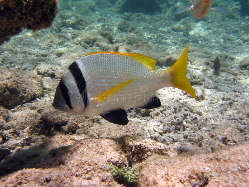 Fish : Sparus auratus