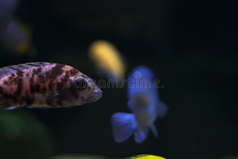 Color & Blurred Aquarium Backgrounds 