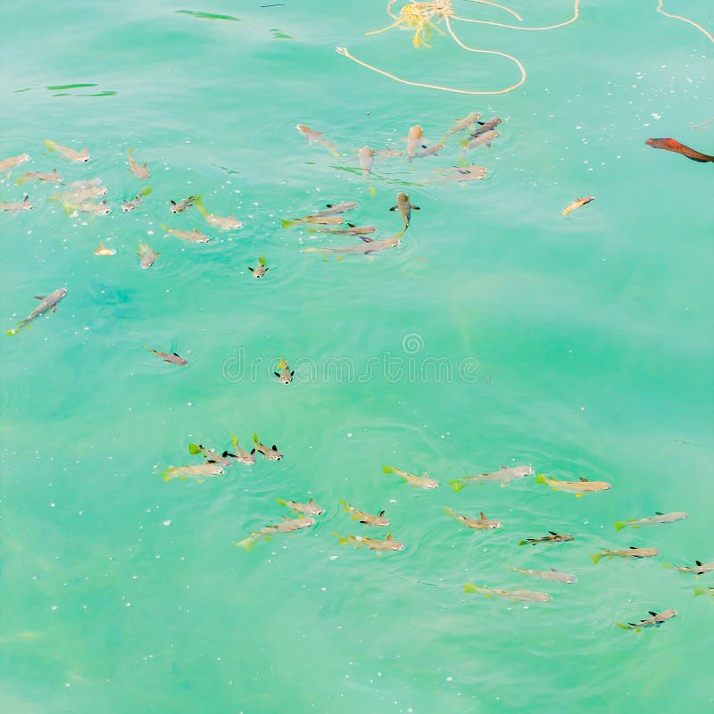 Fish swimming stock photo. Image of holiday, beauty, group 40530168