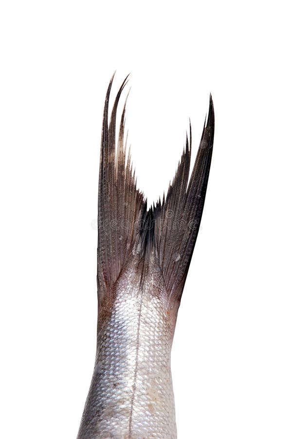 https://thumbs.dreamstime.com/b/fish-tail-8491244.jpg