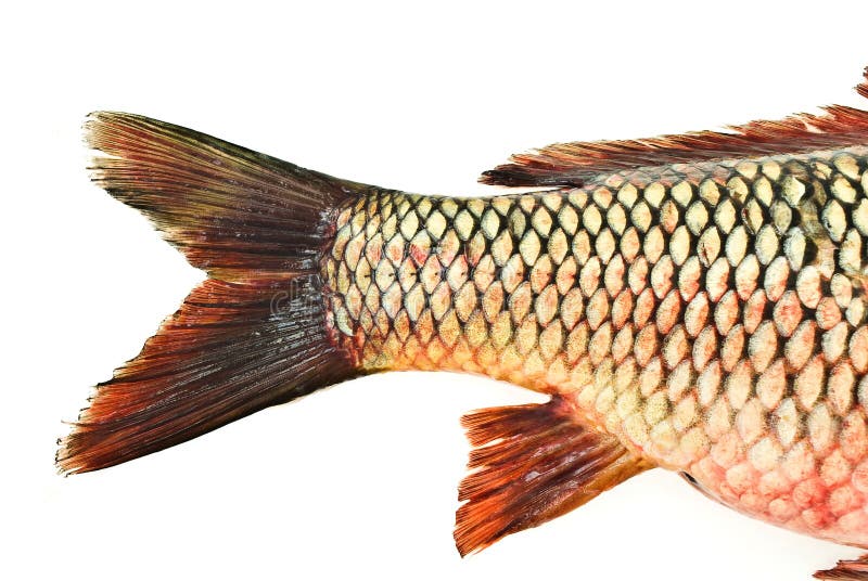 https://thumbs.dreamstime.com/b/fish-tail-carp-6721452.jpg