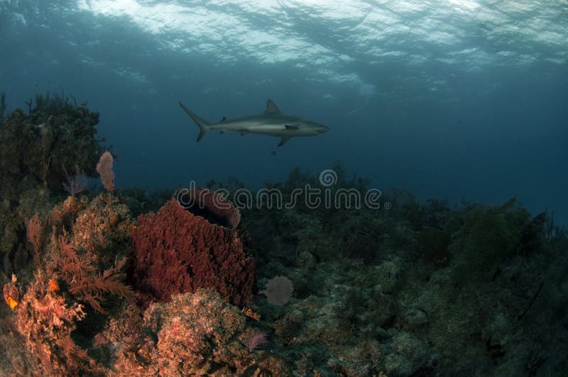 Fish Tale Reef stock images Fish Tale Reef stock images