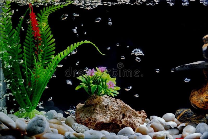 Goldfish Tank with Black Background and Crystal Clear Water (4K) 