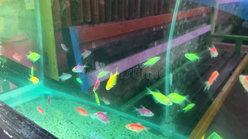 Neon Glow Fish Color Freshwater Aquarium Underwater In The Neon Light The  Screen Is Dark Aquarium Blurry Background Selective Focus Stock Photo -  Download Image Now - iStock