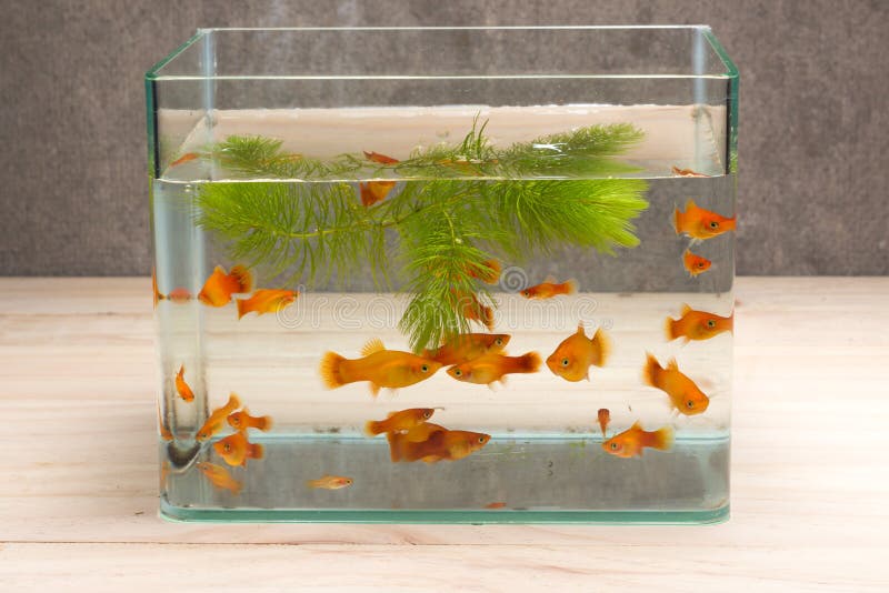 Fish tank on table wooden stock photography