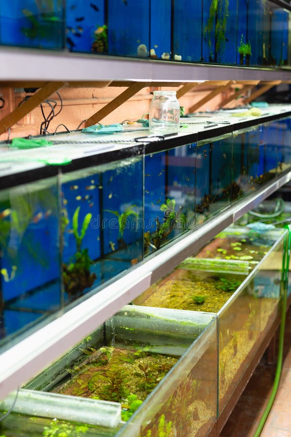 fish tanks pet store interior rows colorful plants ground cover 156952618