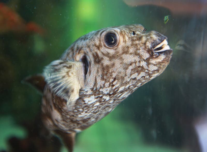 Fish with teeth stock image. Image of mexico, aquarium 26506779