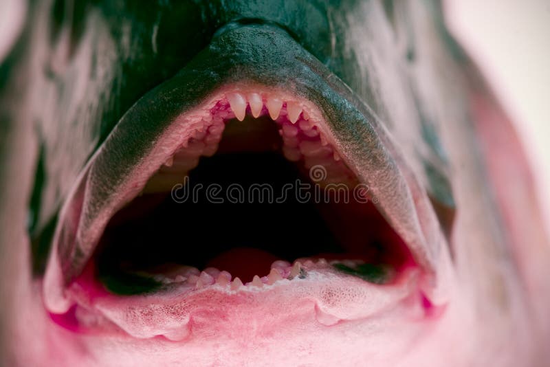 Macro shot dei denti di pesce.