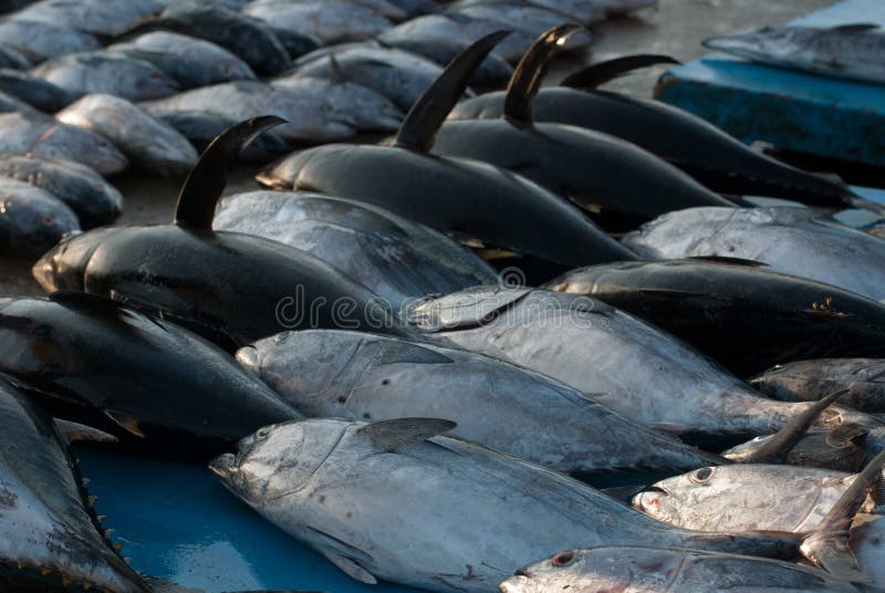 Fish tuna fish at the fish market in Thailand stock photo Fish tuna fish at the fish market in Thailand stock photo
