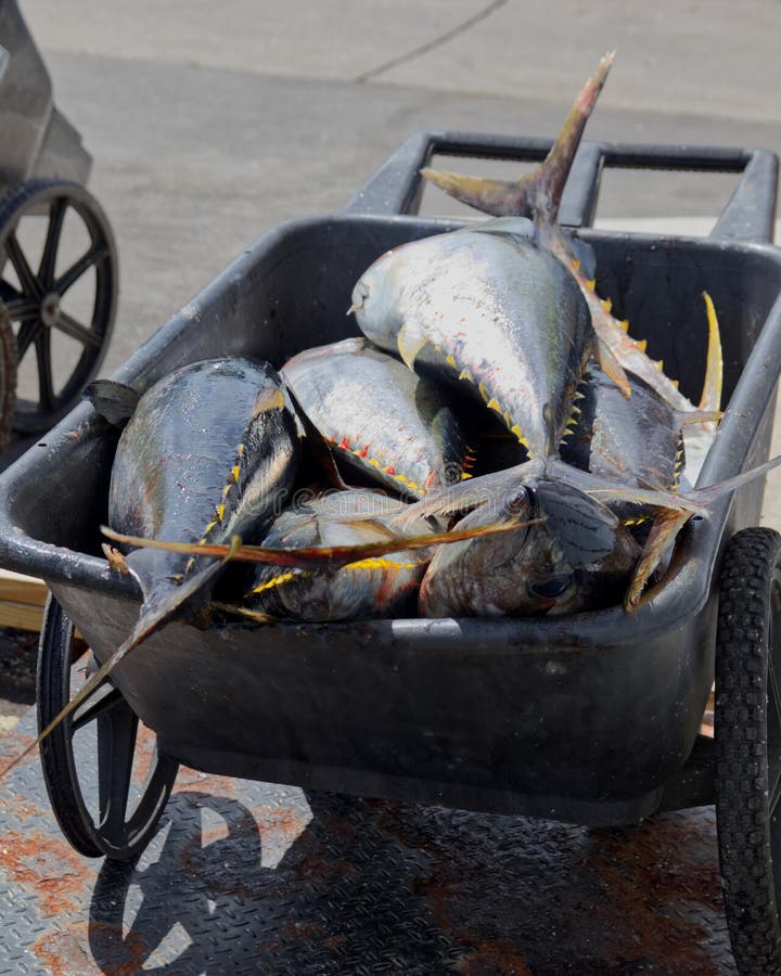 Fish in Wagon Next To Weighing Scales at a Station. Outer Banks NC