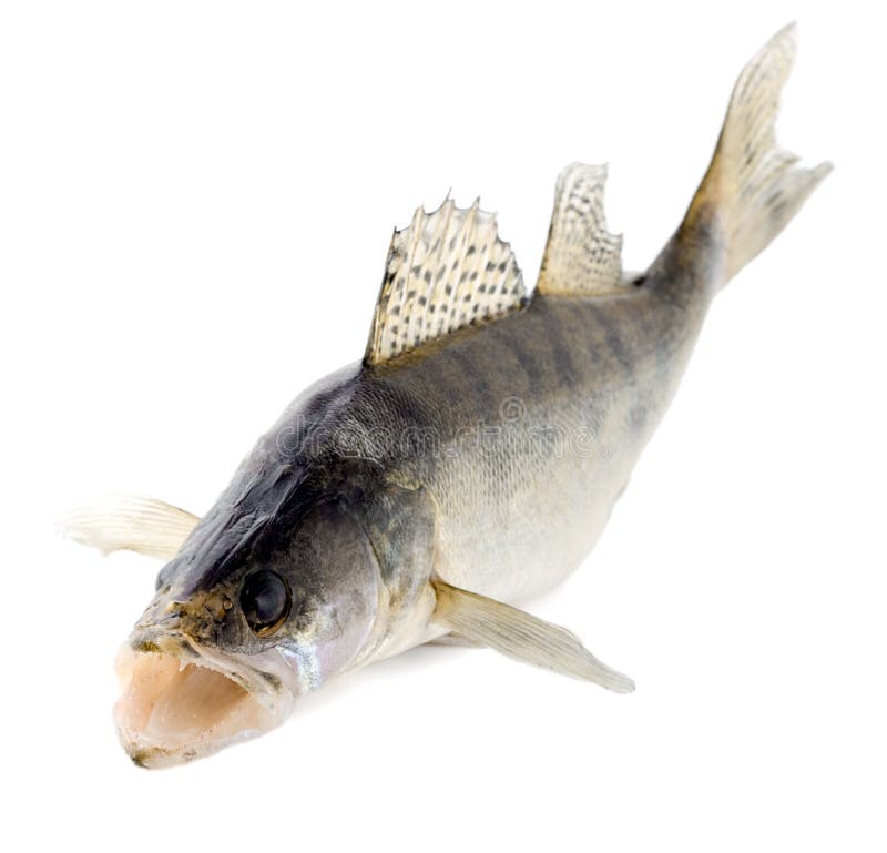 Walleye Swimming Stock Photos - Free & Royalty-Free Stock Photos from  Dreamstime