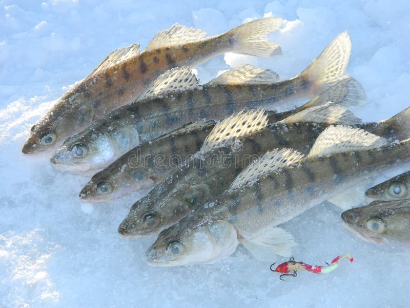 Fish walleye stock image. Image of head, white, water 38667041