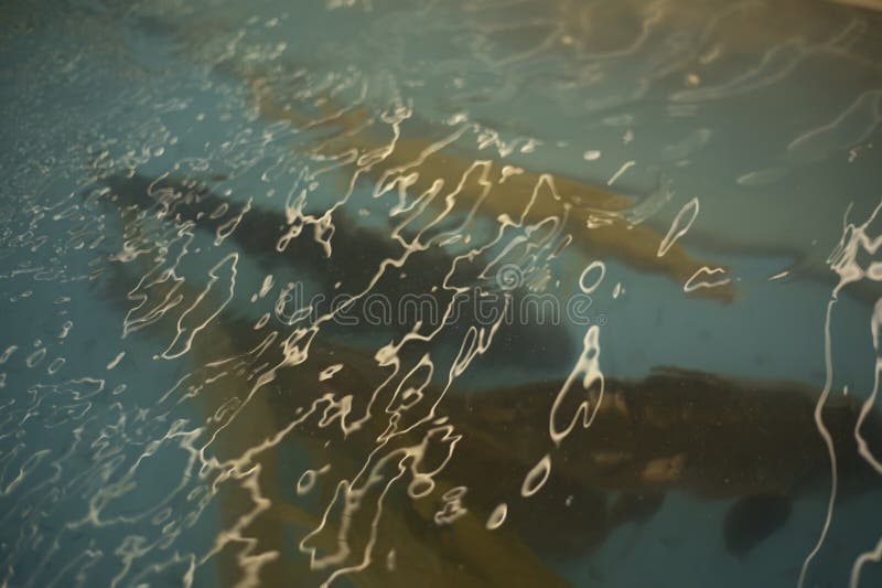 Fish in water. River fish at the market. Animal in an aquarium stock images