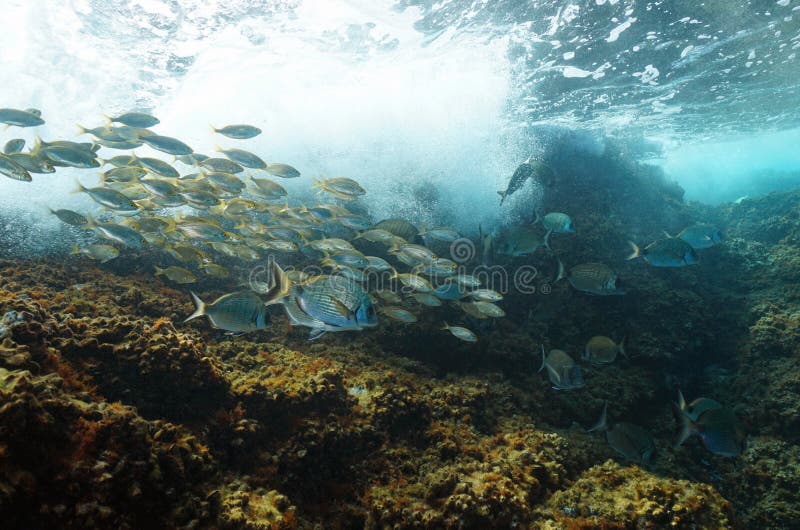 Sea Foam Wave Breaking on Rock Underwater Stock Photo - Image of ...