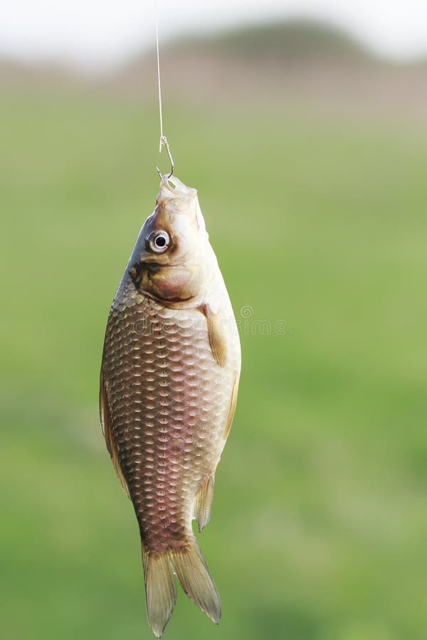 Jody Horton Photography - Fresh caught fish hanging from fishing