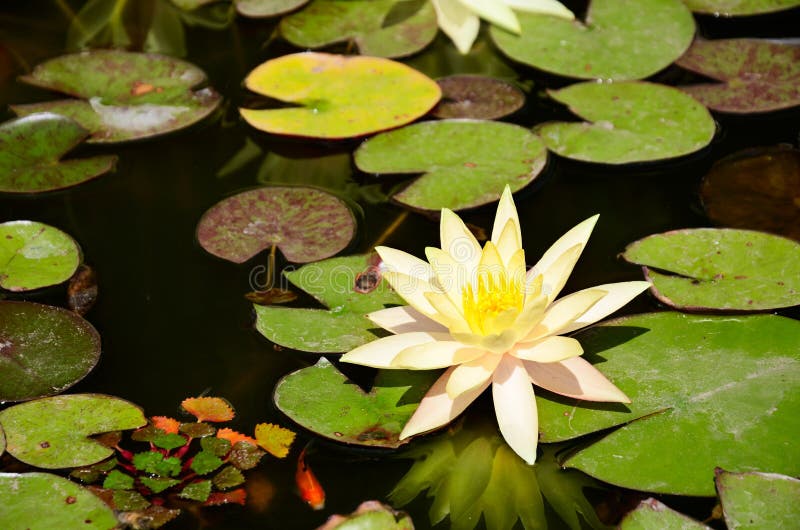 Fish and Yellow Lotus Flower and Leaves in the Pond Stock Photo Image of climate, lake 43596732