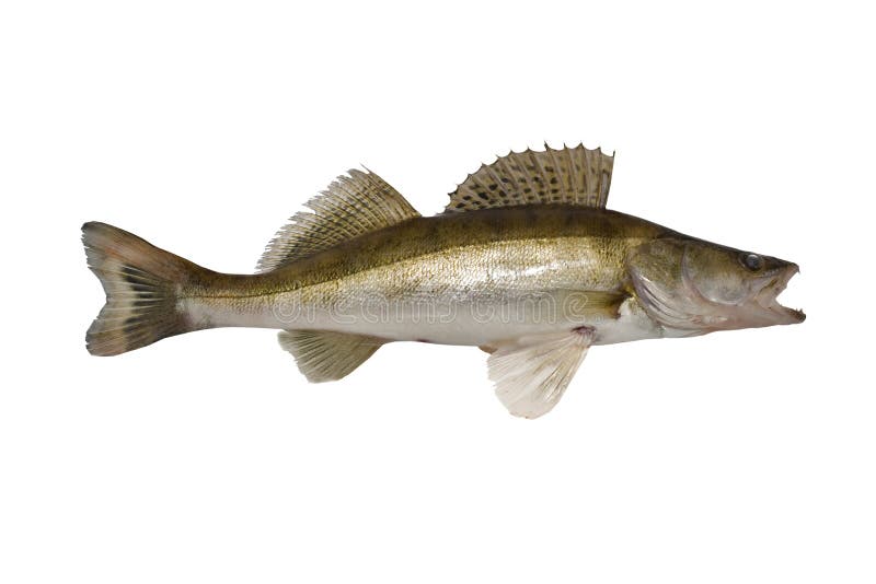 Fish. Zander Stock Photos Image 3381153