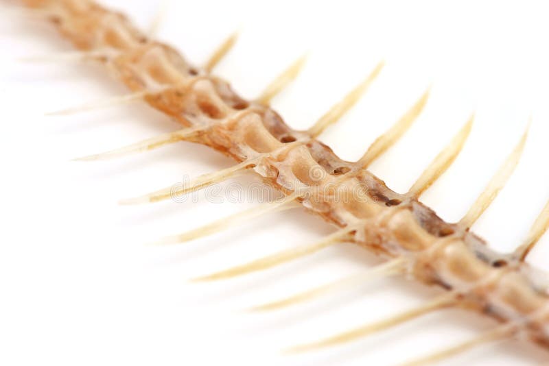 Fishbone stock photo. Image of fish, bone, mackerel, brown 74673278